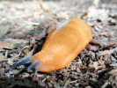aversive yellow slug on soil p9110226