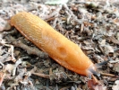 aversive yellow slug on soil p9110227