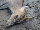 bad things good people dead muntjac deer p1020622