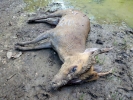 bad things good people dead muntjac deer p1020625