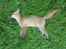 bad things good people fox cub dead p1040283