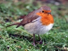 bad things good people live robin on grass