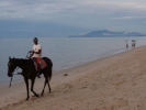 beaches beach sea tropical horse