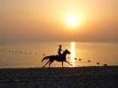beaches horse cantering on beach 2