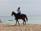 beaches horse on beach pa170065