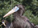 birds bird black large beak p1020589 b