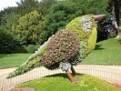 birds bird topiary p9040174
