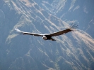 birds condor in flight p1000582 b