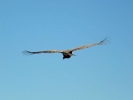birds condor in flight p1000598 b