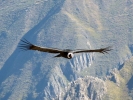 birds condor in flight p1060285 s