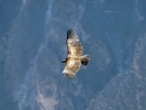 birds condor in flight p1060320 s