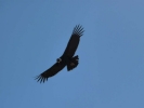 birds condor in flight p1060361 s