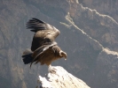 birds condor roosting p1060221 s