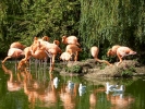 birds flamingos p1040574
