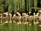 birds flamingos p1040577