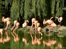 birds flamingos p1040578