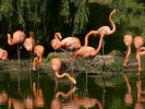 birds flamingos p1040579