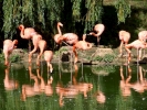 birds flamingos p9030015