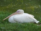 birds pelican p1070936 s