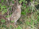 birds pheasant chick p9050189