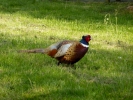birds pheasant male p1050753