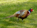 birds pheasant male p1050755