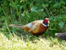 birds pheasant male p1050757
