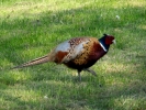 birds pheasant male p4300013