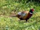 birds pheasant male p4300015