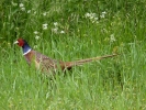 birds pheasant p1030887