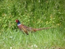 birds pheasant p1030890