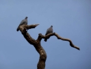 birds pidgeons pair p1030367