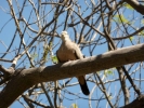 birds pigeon in tree p1060058 s