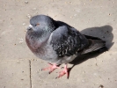 birds pigeon p5220013