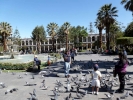 birds pigeons in square p1000302