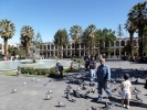birds pigeons in square p1000303