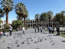 birds pigeons in square p1000306