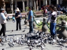 birds pigeons in square p1000308