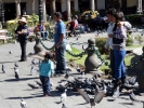 birds pigeons in square p1000310