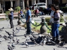 birds pigeons in square p1000311