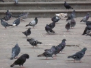 birds pigeons in street p1020100