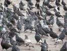 birds pigeons in street p1020104