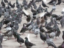 birds pigeons in street p1020105