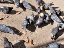 birds pigeons p5220058