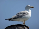 birds seagull p1040942 b