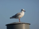 birds seagull p1050147 b