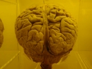 brain brain freestanding