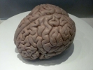 brain brain human on plate p1020407 b