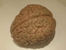 brain brain model