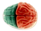 brain brain model colour